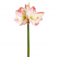 189067_Цветок декоративный "Амариллис"