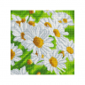Картина мозаикой Molly арт.KM1053 Ромашки (12 цветов) 30х30 см