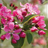 117474_Салфетки - трехслойные, Maki, коллекция "Весенний ланч"