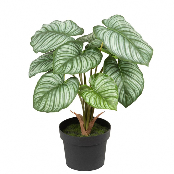 Цветок декоративный в кашпо "Калатея"