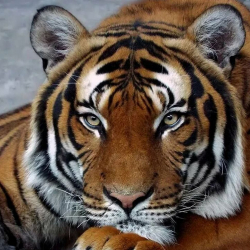 Картины мозаикой Molly арт.KM0682 Задумчивый тигр (20 цветов) 30х30 см