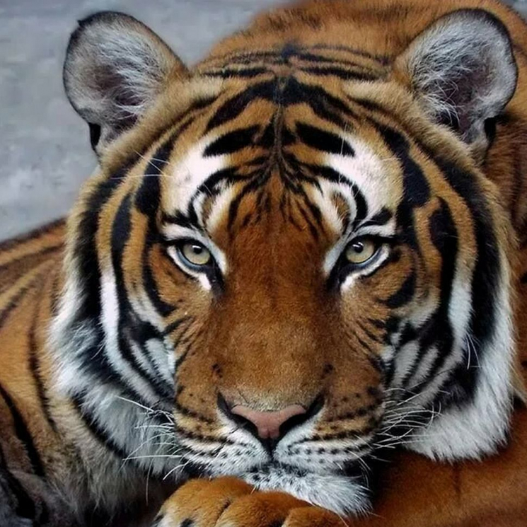 Картины мозаикой Molly арт.KM0682 Задумчивый тигр (20 цветов) 30х30 см