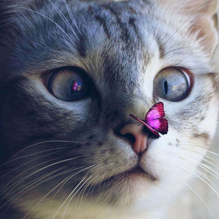 Картины мозаикой Molly арт.KM0691 Кот с бабочкой (28 цветов) 30х30 см