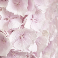 98715_Салфетки трехслойные для декупажа, коллекция "Lunch" Sagen Vintage Design "Гортензия"