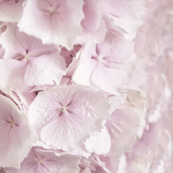 98715_Салфетки трехслойные для декупажа, коллекция "Lunch" Sagen Vintage Design "Гортензия" 98715_Салфетки трехслойные для декупажа, коллекция "Lunch" Sagen Vintage Design "Гортензия"