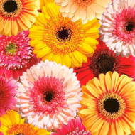 117401_Салфетки - трехслойные, Daisy, коллекция "На каждый день" 117401_Салфетки - трехслойные, Daisy, коллекция "На каждый день"