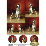 83539_Переводная декупажная карта "Французский бульдог" А4