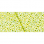 121228_Листья сухие для декора