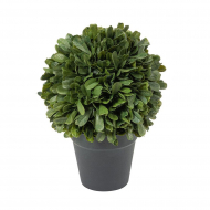 Цветок декоративный "Самшит"