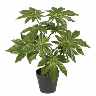 Цветок декоративный в кашпо "Аралия"