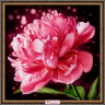 Набор для изготовления картин АЛМАЗНАЯ ЖИВОПИСЬ арт.АЖ.1784 Сверкающий пион 25х25 см
