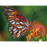 Картины мозаикой Molly арт.KM0890 Яркая бабочка (16 цветов) 15х20 см