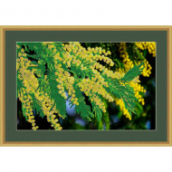 Набор для вышивания бисером GALLA COLLECTION арт.Л 325 Мимоза 35х22 см