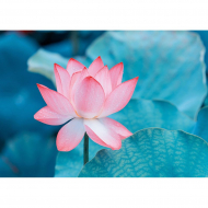 Пазл ФРЕЯ арт.PZL-1000/38 Нежный лотос 48,5х68,5 см