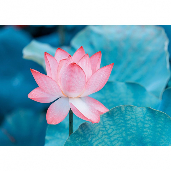 Пазл ФРЕЯ арт.PZL-1000/38 Нежный лотос 48,5х68,5 см
