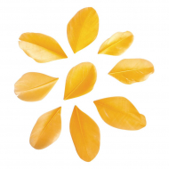 121073_Перья декоративные обрезанные