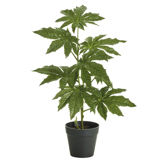 Цветок декоративный в кашпо "Аралия"