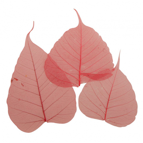 121230_Листья сухие для декора