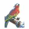 Кристальная мозаика на подрамнике ФРЕЯ арт.ALPD-038 Попугай Флинта 30х40 см
