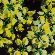 Ткань шелк Армани креп 90 г/м? 97% полиэстер, 3% лайкра шир.148 см арт.T.0401.3 цв.03 желтый рул.25м