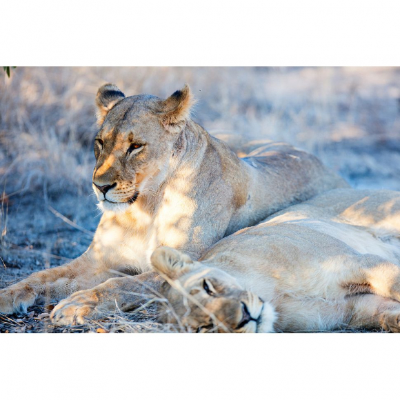 Пазл ФРЕЯ арт.PZL-2000/04 Львиная нежность 67,5х97,5 см