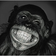 Рисунок на ткани (Бисер) КОНЁК арт. 9537 Конго 20х25 см Рисунок на ткани (Бисер) КОНЁК арт. 9537 Конго 20х25 см