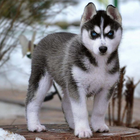 Картины по номерам Molly арт.KH0686 Щенок хаски (20 цветов) 30х30 см