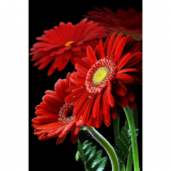 Алмазная мозаика Ah5303 Алые герберы 20х30