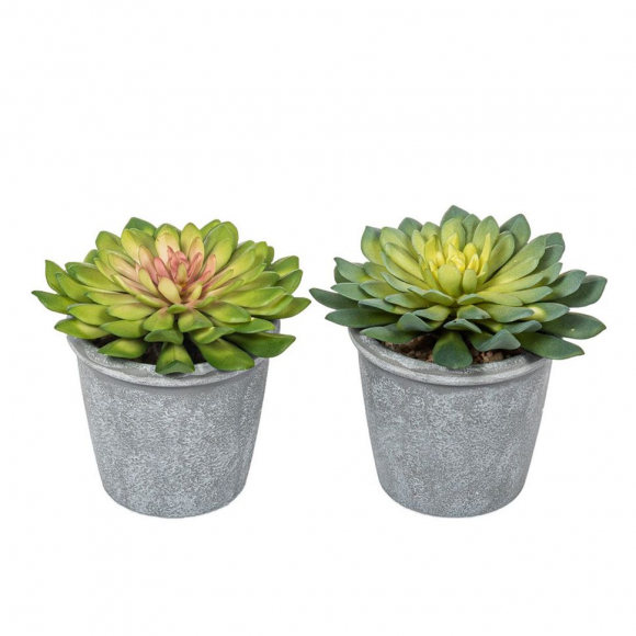 Цветок декоративный в кашпо "Эхеверия"